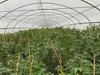 $57 million drug crop uncovered in North Coast raid