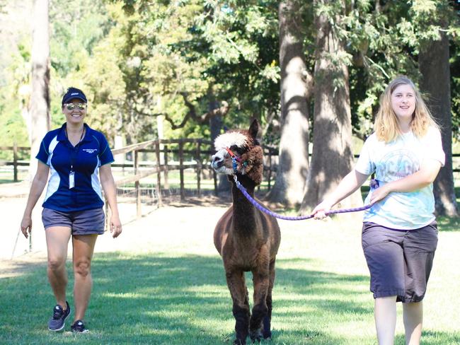 Clients from the Gold Coast Recreation &amp; Sport at Southport are still accessing alpaca therapy at the Mountview Alpaca Farm at Canungra while social distancing.