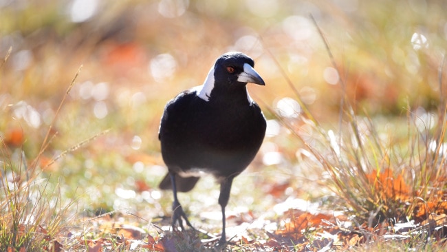 A baby girl has died after her mother reportedly fell over while trying to avoid a swooping magpie in a Brisbane park. A magpie is seen in Canberra. Picture: Getty Images