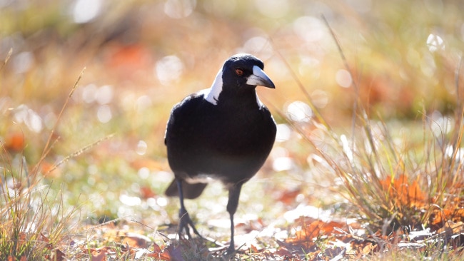 Magpie Ducklings / Magpie duck - Wikipedia