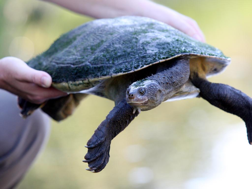 ‘Punk’ bum-breathing Mary River turtle hatchlings to be studied with ...