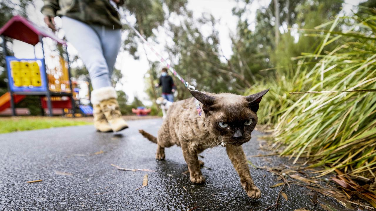 Geelong council have voted on whether a 24-hour cat curfew should be implemented. Picture- Nicole Cleary.