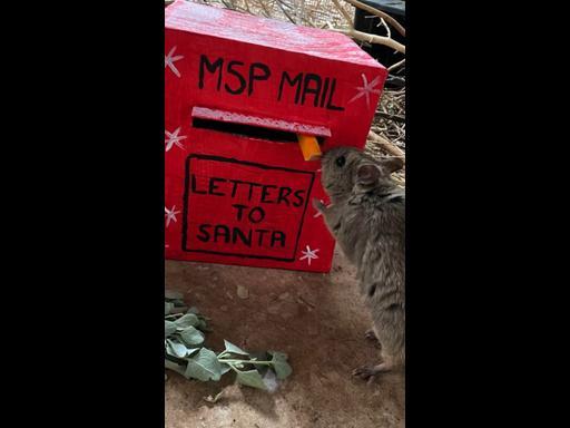 Santa Paws brings Christmas cheer to Adelaide Zoo