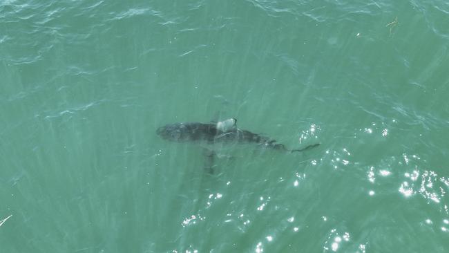 Tiger sharks are frequently spotted off NT coastlines.