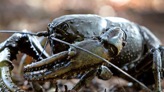 A Tasmanian giant freshwater lobster at Flowerdale.