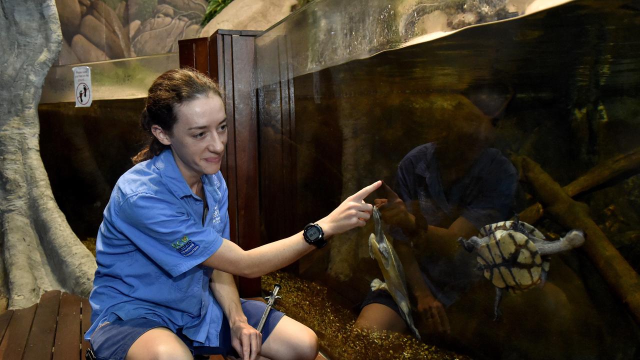 Behind the scenes at Reef HQ. Aquarist Kathy Connellan feeds the fresh water turtles. Picture: Evan Morgan