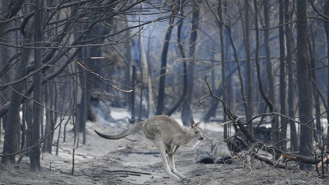 A kangaroo hops across a burnt ground at Mallacoota. Picture: David Caird