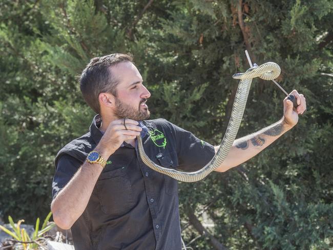 Snake catcher Jarrod Bingham said he was shocked when a family had “recklessly” moved an almost 5ft snake (not pictured) themselves.