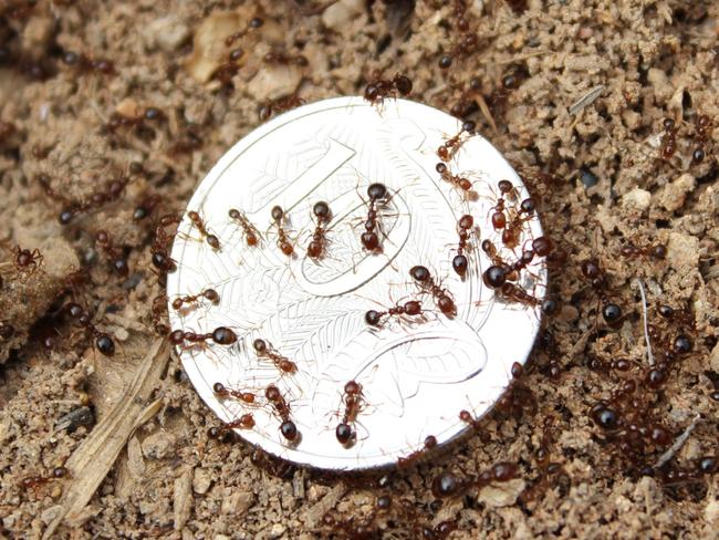 The red imported fire ants pose a huge biosecurity threat. Photo Contributed