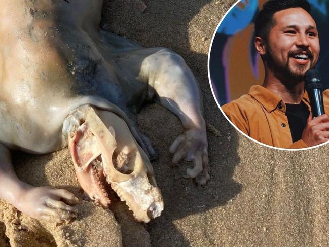 Beach mystery solved: Experts identify ‘alien-like’ animal