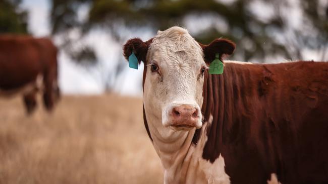 Alva Downs Herefords. Picture: Nicole Cleary