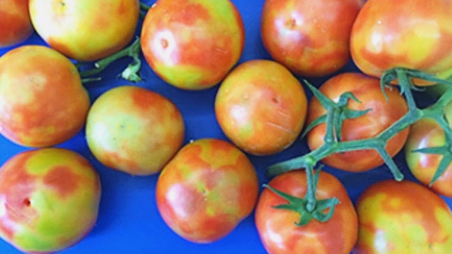 Examples of tomatoes affected by the brown rugose fruit virus. Picture: Department of Primary Industries