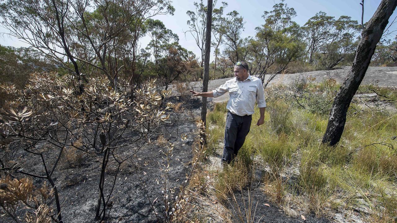 Darkinjung calls for cultural burns after method saved Mangrove ...