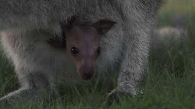 Baby Joey Pokes Its Cute Head Out From Mum's Pouch