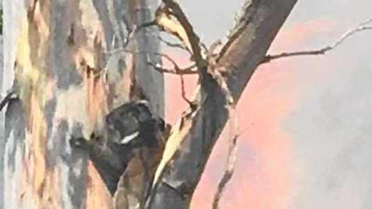 A koala up a burning tree at the Border Trail fire at Woodenbong where the Bonalbo RFS extinguished the fire at the base and a photo was taken by fire captain.