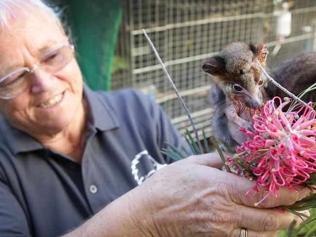 WIRES animal rescue volunteer Lyn Millett with a baby ringtail possum will be helping native animals on DoSomething Day.