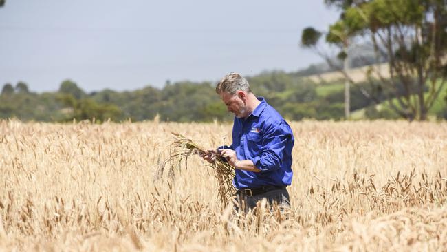 A big jump in wheat production will lead to higher sales to other markets and will contribute to a ‘peak’ in our exposure to China. Picture: Dannika Bonser