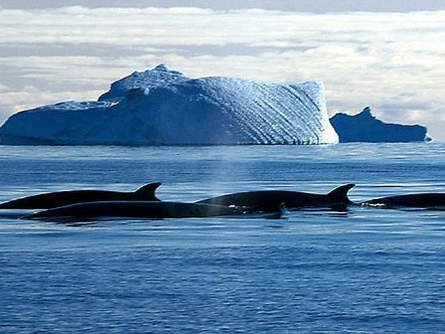 Minke whales in the Southern Ocean around Antarctica have been quacking at scientists in vain for fifty years ... until now. 