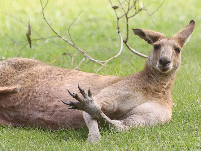 A WOMAN golfer has been viciously attacked by a kangaroo on a Gold Coast golf course. The 69-year-old was playing at Arundel Hills golf course about 9.10am when she was attacked from behind by the large roo. She suffered multiple lacerations to her face and legs and soft tissue injuries to her head. The woman was taken by ambulance to Pindara Private Hospital in a stable condition. Pics Adam Head