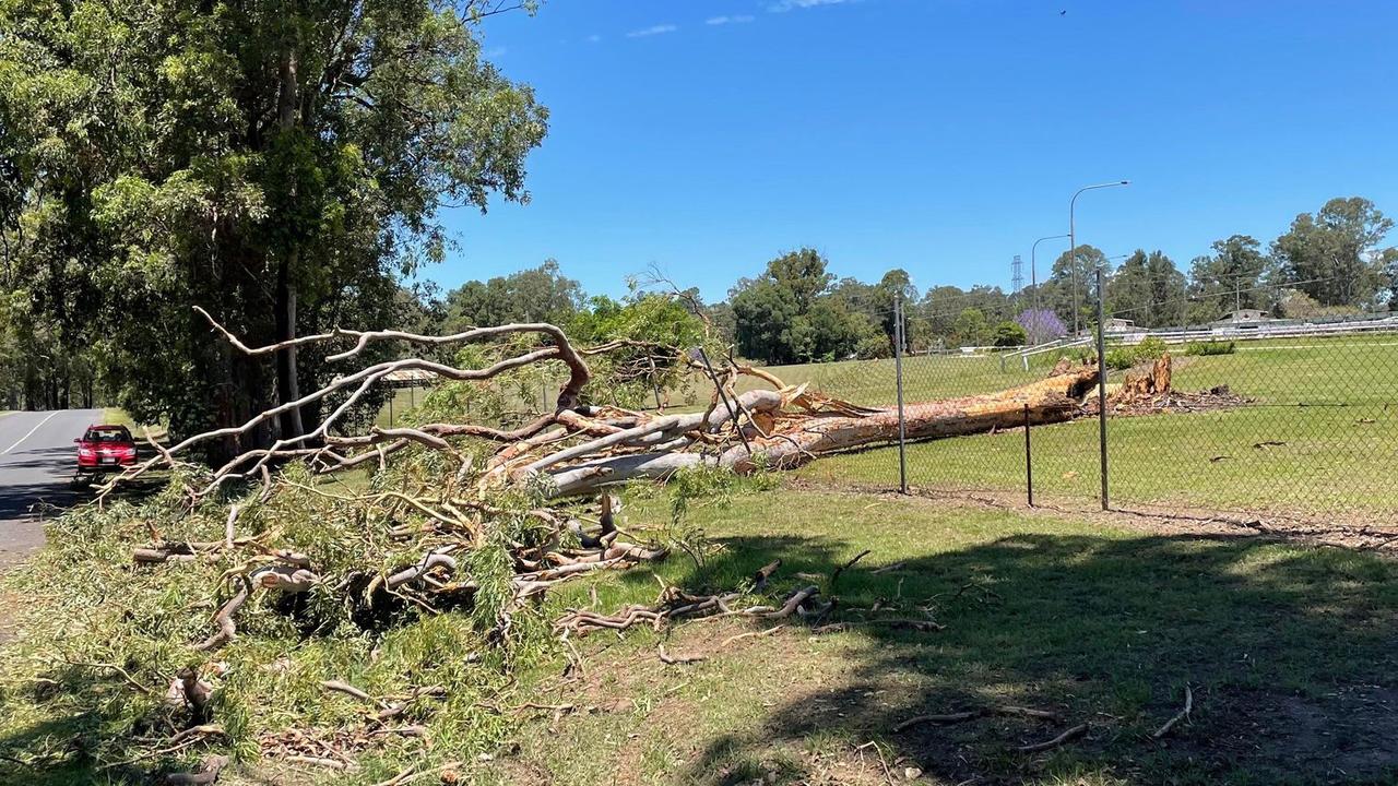 Part of the fence around the Gympie showgrounds was demolished when an uprooted tree fell across it during the storm.