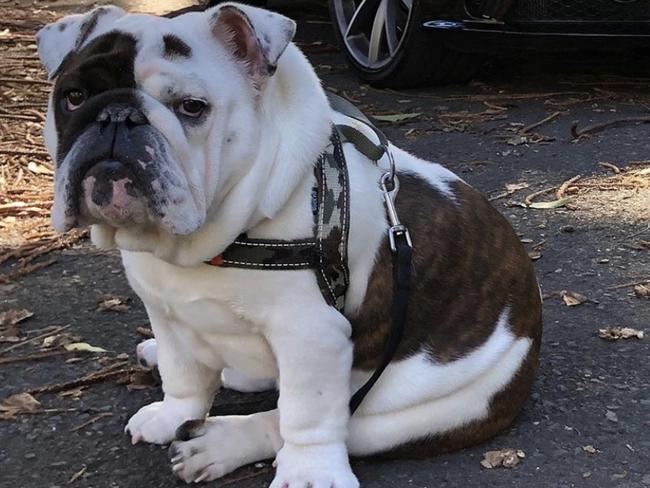 Frank the bulldog who died on Qantas flight from Sydney to Melbourne. Picture: Supplied