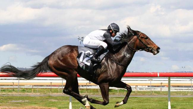 'Pretty Reliable' – trained by the Alexander brothers – during a Morphettville win this year. Picture: Atkins Photography