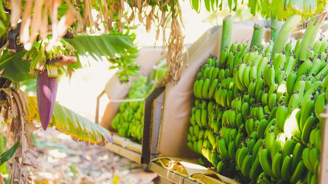 Sweeter Banana co-op unites the resources and growing capacity of 20 farming families in Western Australia. Picture: Supplied