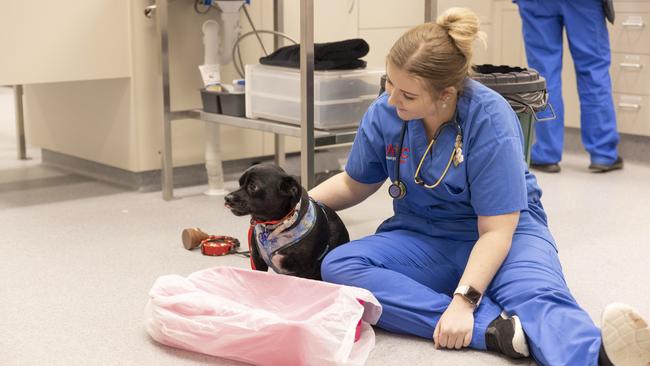 Madeline Short sits with Franklin as they await the return of the sock. Picture: Mark Cranitch