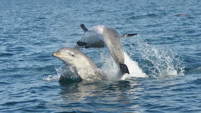 Burrunan dolphins will be studied in a first-of-its-kind research project in Corio Bay. Picture: Marine Mammal Foundation