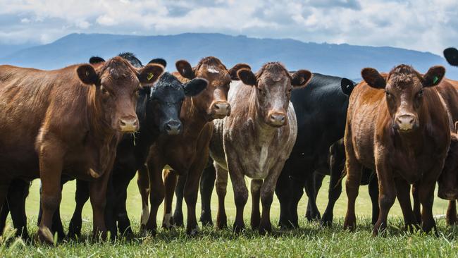 Agriculture has set itself the ambitious target of being Australia’s next $100 billion sector, to put it on a par with heavy hitters such as mining and manufacturing. Picture: Zoe Phillips