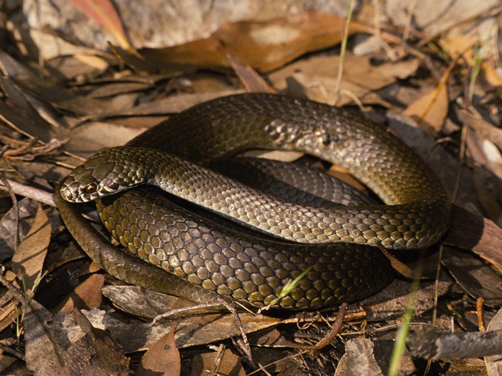 Eastern brown snakes are highly venomous and average about 1.5m in length. Picture: Supplied/Department for Environment