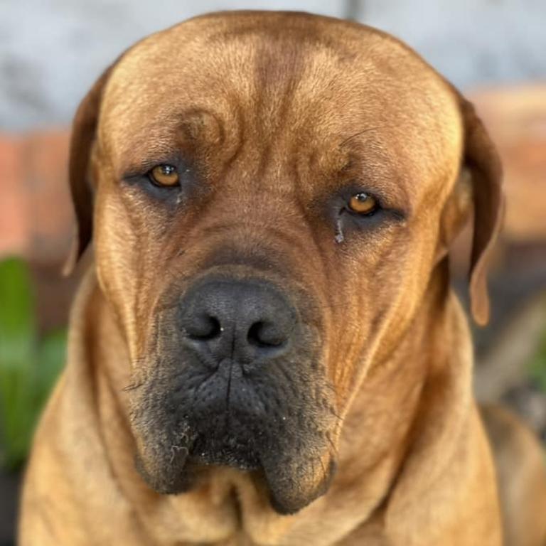 Hooch: Penny Jakab's 2 year old French x African Mastiff