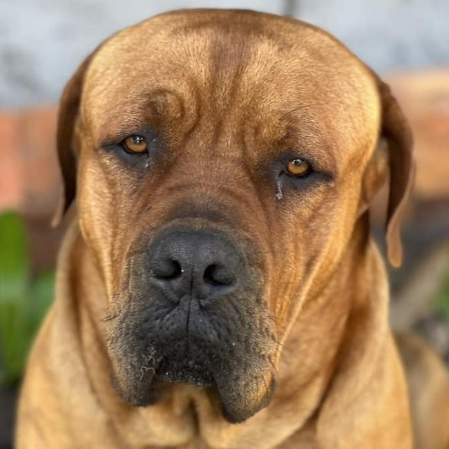 Hooch: Penny Jakab's 2 year old French x African Mastiff