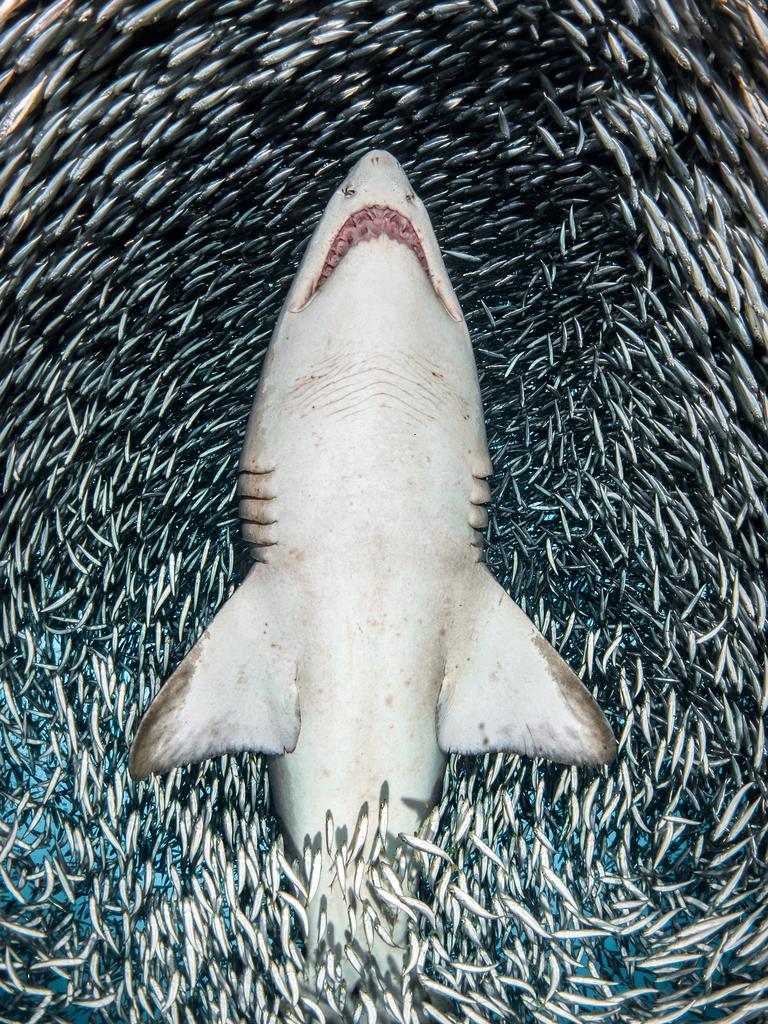 Underwater Photographer of the Year 2018. WINNER of Portrait Category .Tanya Houppermans/UPY 2018 (USA) A sand tiger shark surrounded by tiny bait fish. Wreck of Caribsea, North Carolina. “As I descended to the wreck of the Caribsea, I couldn’t believe what I was seeing. An enormous bait ball above the wreck, with dozens of sand tigers lazily meandering among the fish. As I slowly swam to the center of the bait ball, I looked up and noticed a sand tiger a few feet above me. I swam on my back underneath her, trying not to startle her. As I moved with the shark through the water the bait fish parted way, giving me a clear shot of the underside of this beautiful shark, and also one of the most incredible experiences I’ve had yet as an underwater photographer.”