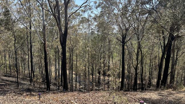 The burnt out land near the community facility at the base of Mt Beerwah.