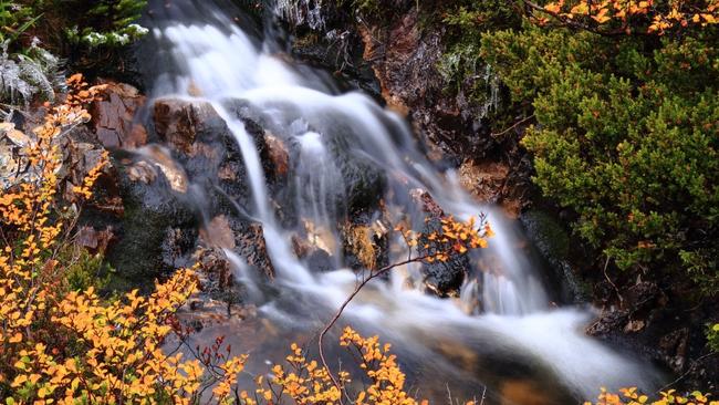 Fagus. Cradle Mountain, Tasmania. By photographer David Murphy. For TasWeekend. Picture: David Murphy