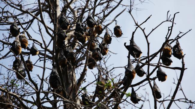 Grey-headed Flying-fox colonies in Botanical Gardens, Sydney — Generic flying fox, fruit bat