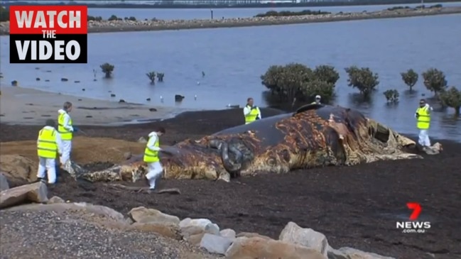 Huge efforts begin to clean up whale carcass (7NEWS)