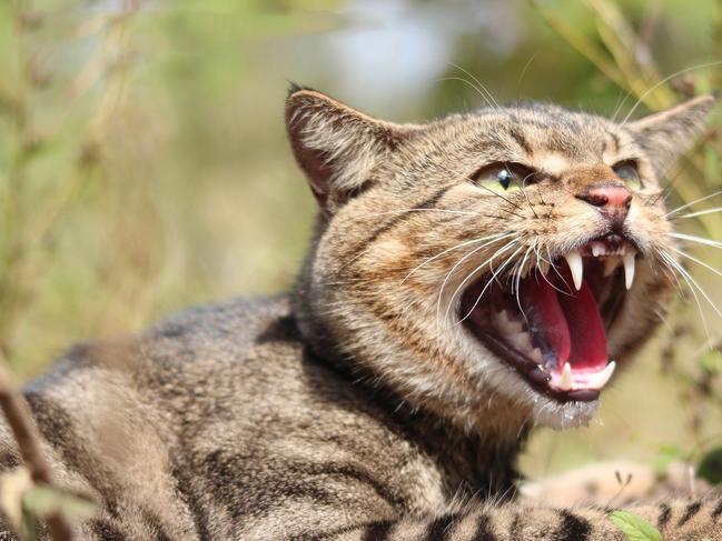 A feral cat. Picture: Supplied, Centre for Invasive Species Solutions, Andrew Cooke.