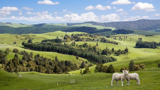 The vast majority of sheep farmers own their own property. Picture: Getty Images