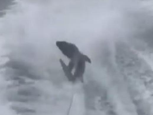 Shark dragged at high speeds behind boat