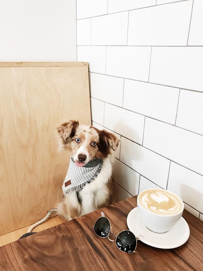 Lola the Mini Aussie ... “Mom, hand me my latte. Thanks.” Picture: Instagram