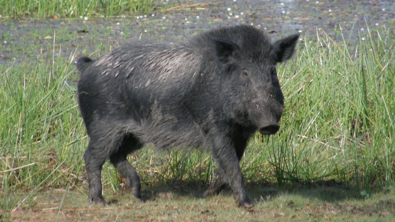 Feral pig cull: $1 million in funding from Palaszczuk Government | The ...