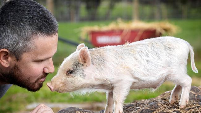 Matthew Glascott with Wilbur the pig at Matty’s Sanctuary. Picture: Mark Stewart