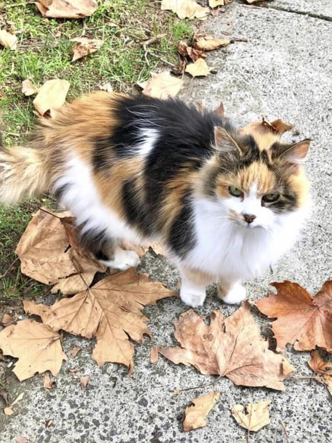 Paw Paw had her favourite spots to sit and soak up attention