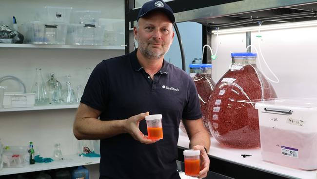 SeaStock managing director Tom Puddy with asparagopsis seaweed that can reduce methane emissions from livestock. Picture: Charlie Peel/The Australian