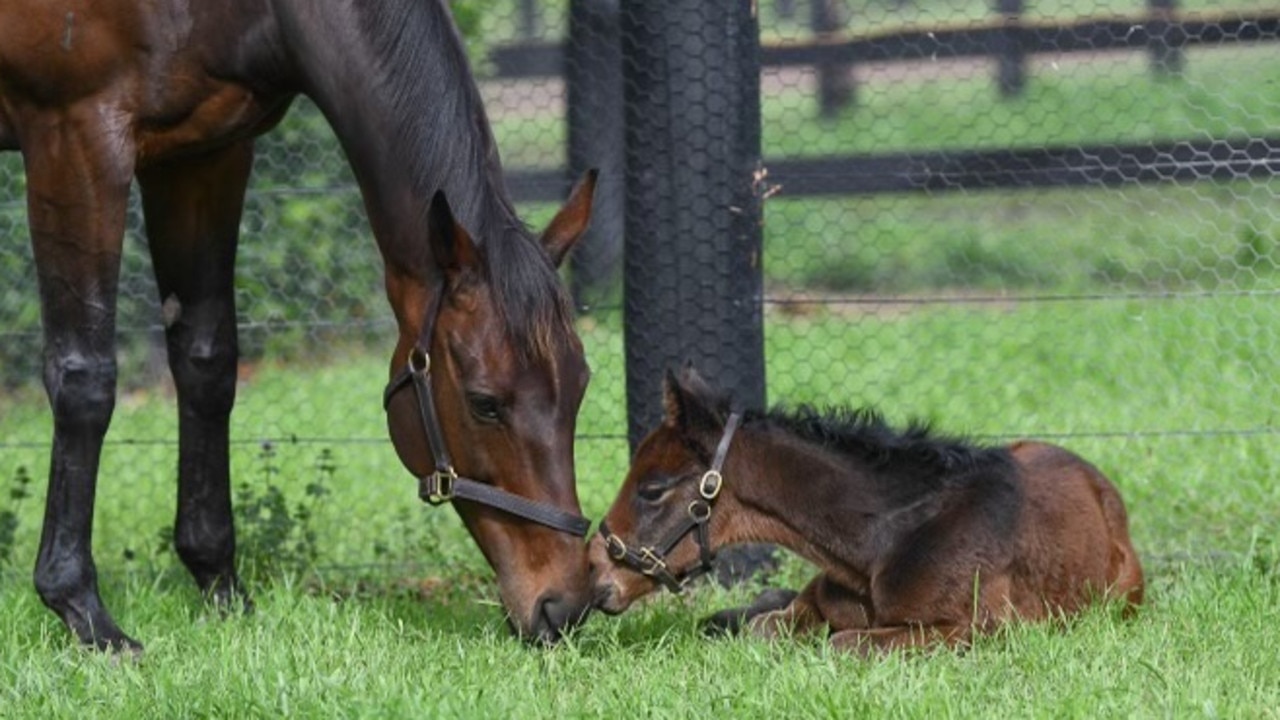Winx with her filly foal. Picture: Winx's owners