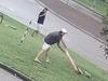 ‘Cowardly’ thugs’ attack on animal caught on CCTV