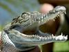 The crocs that shocked Queensland