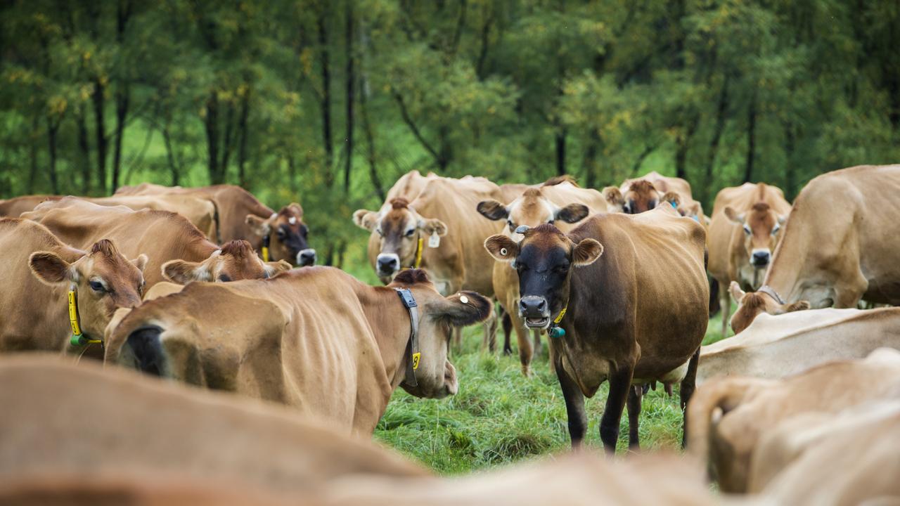 Jerseys enjoy a graze. Picture: Zoe Phillips